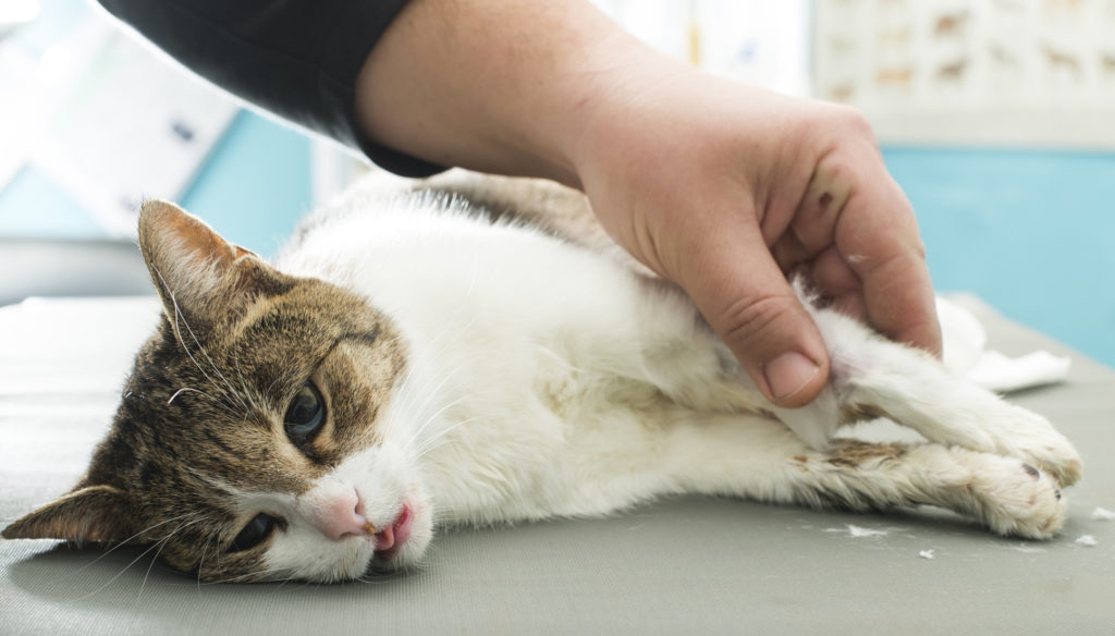 Токсоплазмоз у кошек: симптомы и признаки (как проявляется), прививка - здоровье животных | сеть ветеринарных клиник, зоомагазинов, ветаптек в воронеже