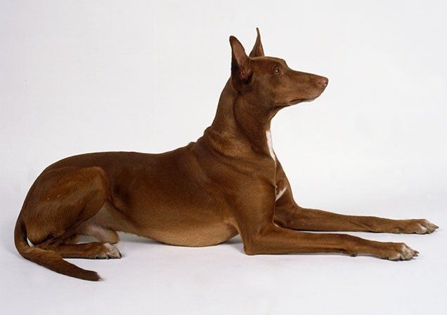 Фараонова собака: фото и описание породы, содержание, цена и уход