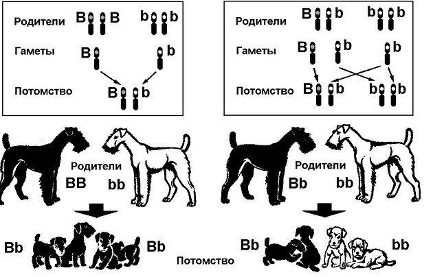 Схема пород собак