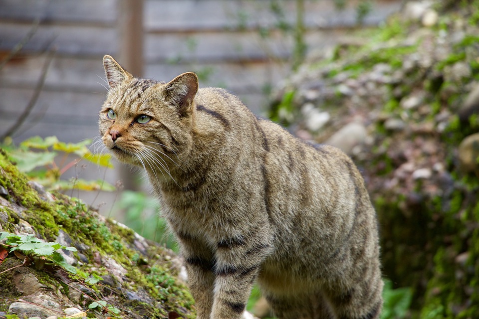 Амурский лесной кот (дальневосточный): описание, фото, характер, среда обитания и образ жизни