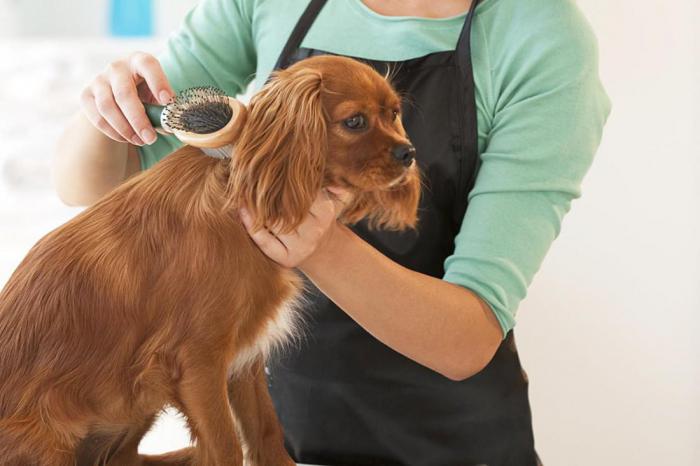 Все о профессии парикмахера собак: название специалистов по стрижке питомцев