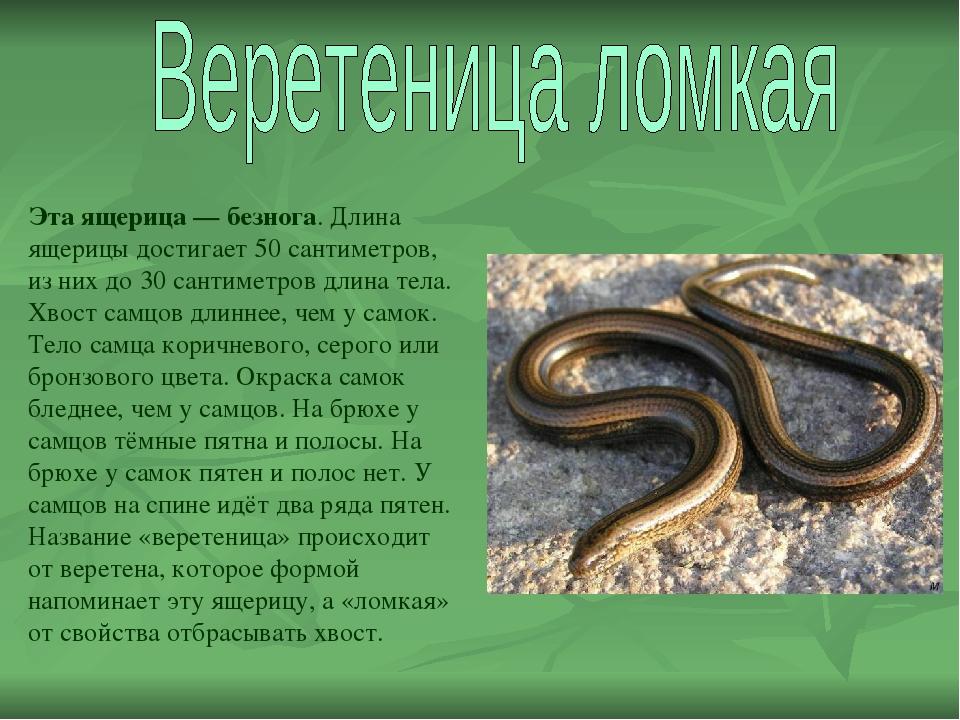 Что за змея медянка фото и описание