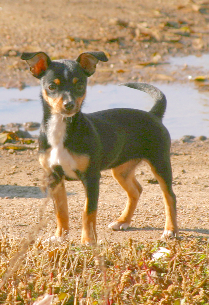Алопекис собака: описание породы, характеристики и фото