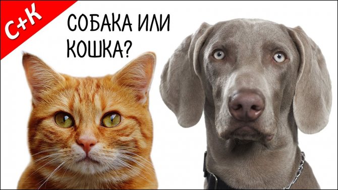 Кого лучше завести кошку или собаку, сравнение