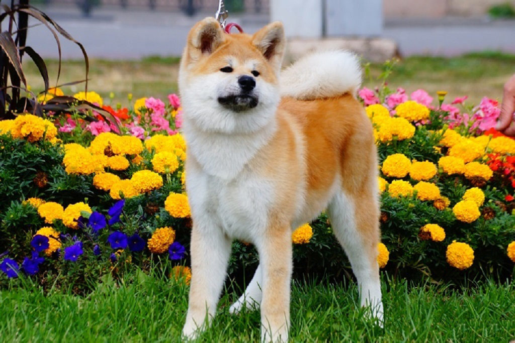 Японский шпиц – собака сиба-ину: описание породы, характер, отзывы и отличия от акита-ину