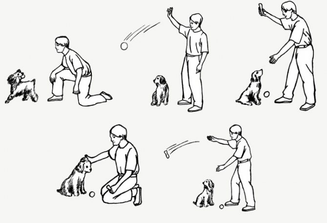 Как научить собаку командам: подготовка и основные команды