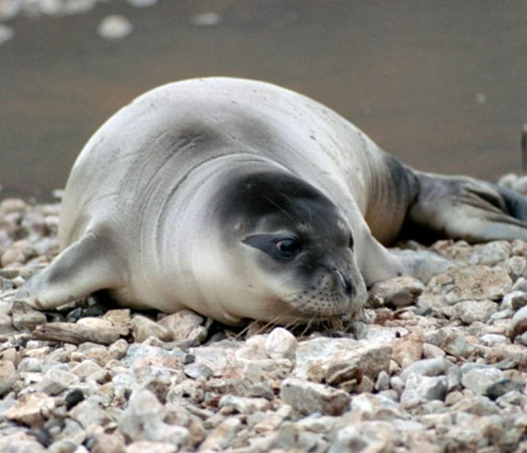 Гавайский тюлень-монах - hawaiian monk seal