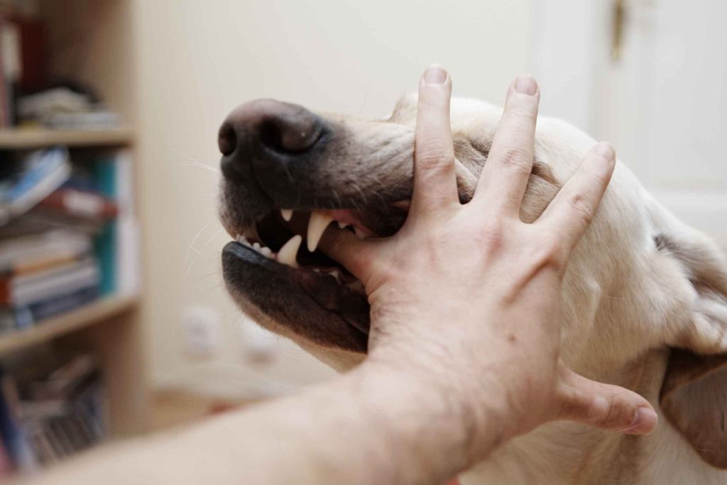 Как отучить собаку кусаться - недопустимые приемы и правильные методы борьбы
