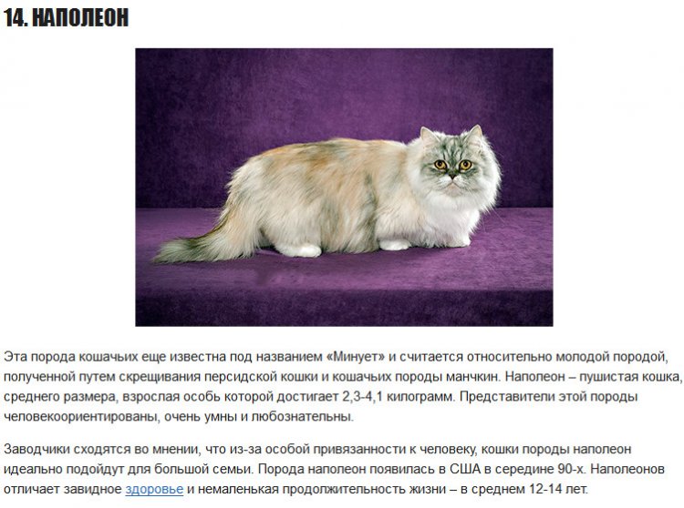 Как выглядит и как ухаживать за персидской кошкой?