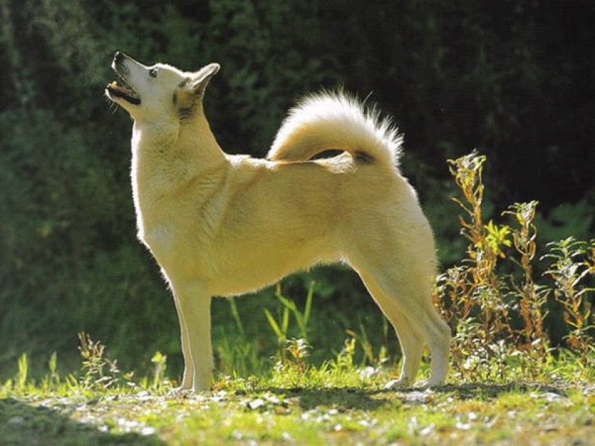 Порода собак норвежский элкхаунд: описание, характер, питание, уход и отзывы
