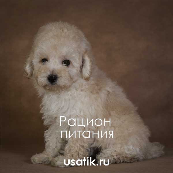 Мальтипу: гипоаллергенный мини медвежонок
