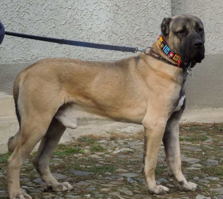 Порода собак турецкий кангал: история, описание, особенности ухода