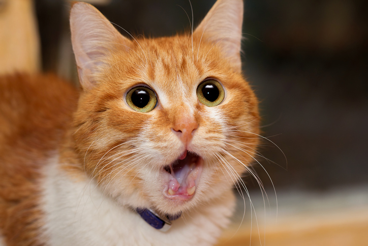 Кошка молчит это вас