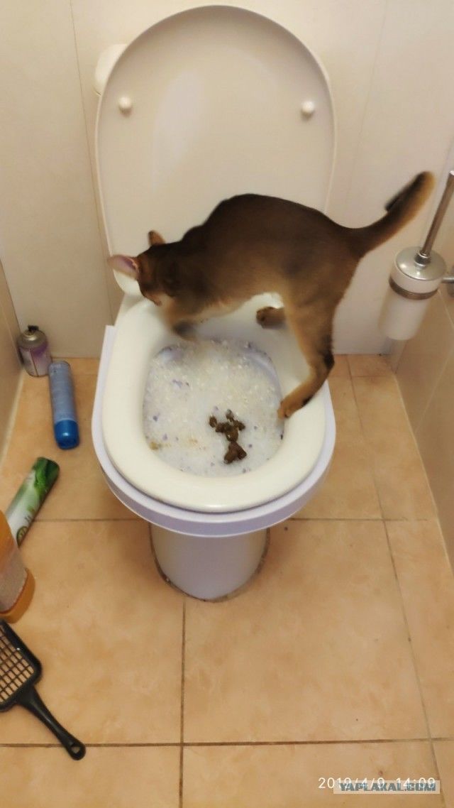 Кошка какает с кровью, когда ходит в туалет по большому