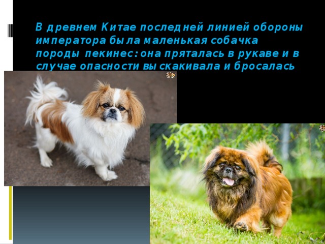 Сенбернар: все о собаке, фото, описание породы, характер, цена