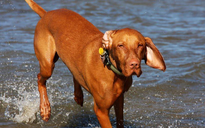 Характеристика собак породы венгерская выжла с отзывами и фото