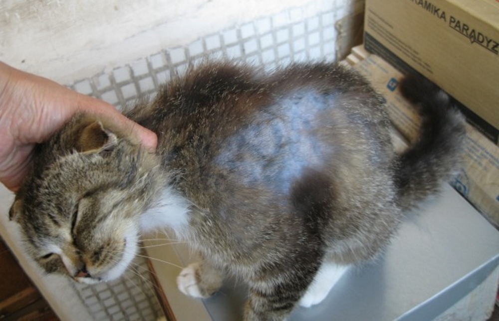 Как вывести шерсть из желудка кошки в домашних условиях - kotiko.ru