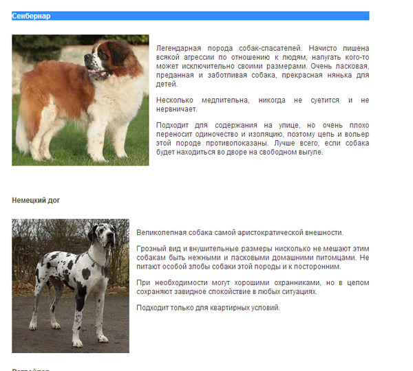 Веймаранер, порода собак: фото, история породы, характер, уход и содержание, стандарт