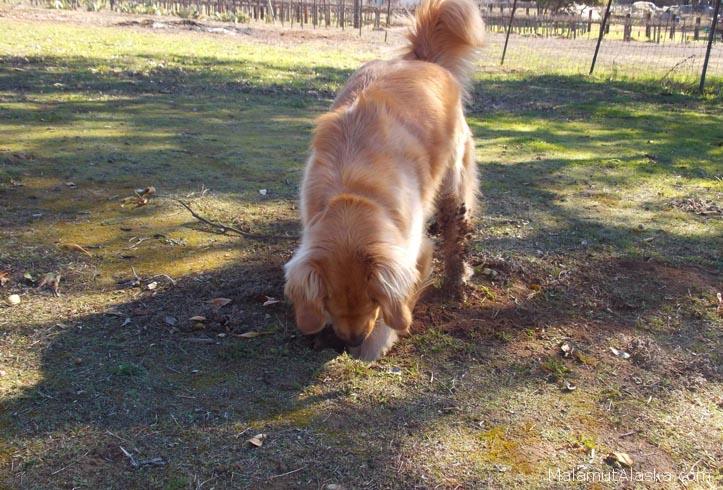 Как отучить собаку копать ямы во дворе: простые и эффективные способы