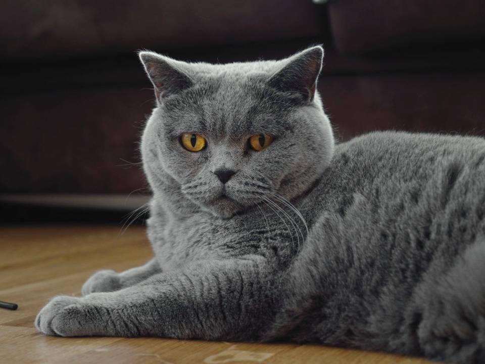 Картезианская кошка шартрез: описание породы, характер и воспитание, содержание и уход, фото, отзывы владельцев
