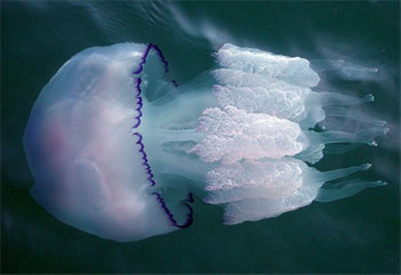 Ядовитые и опасные медузы черного моря в крыму