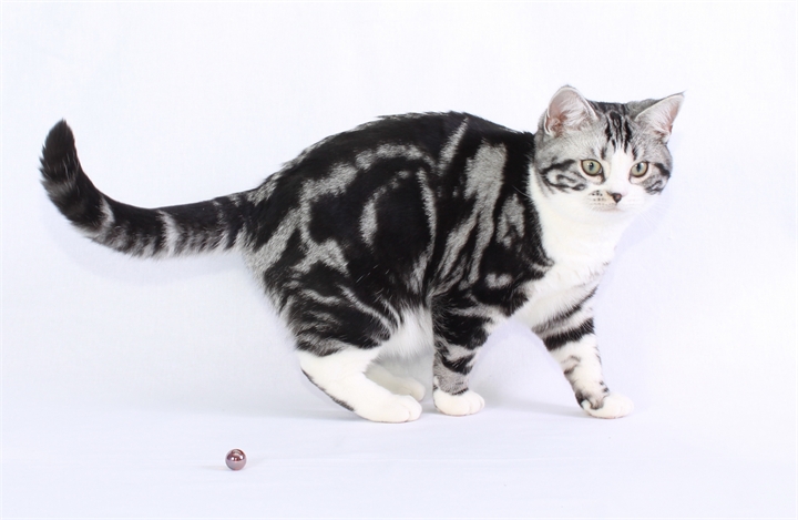 Мраморный кот: фото и описание пород кошек с окрасом табби, похожим на мрамор