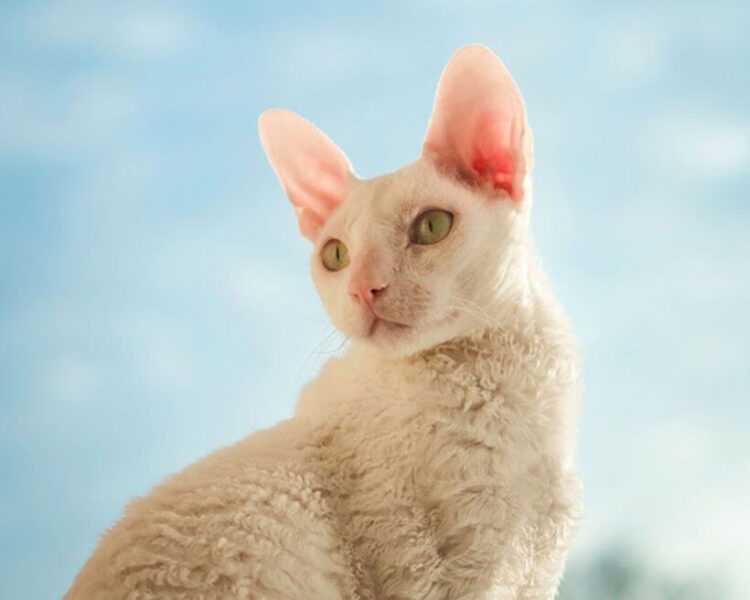 Кошки породы корниш-рекс: фото, цена котят, внешний вид, описание породы, характер