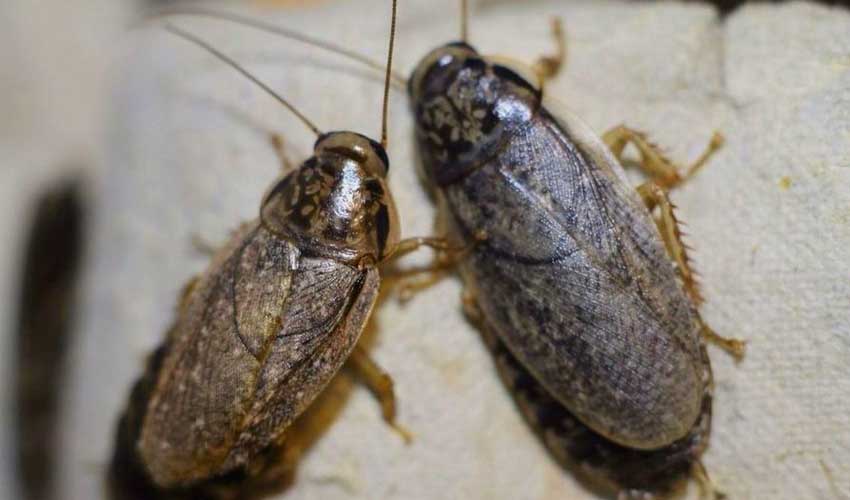 Разведение домашних тараканов на корм домашним животным. мраморные тараканы: чем кормить и как разводить