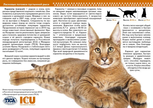 Большие коты — примеры названий самых крупных пород животных