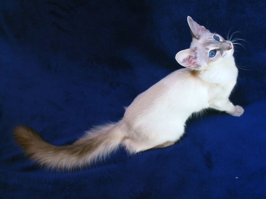 Яванская кошка или яванез: характеристика, уход, содержание - мир кошек