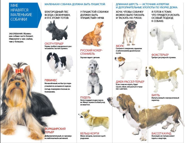 Собака ховаварт (55 фото): порода собак на урале, умный пес, какие щенки, описание, видео