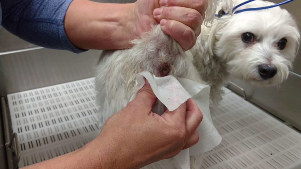 Параанальные железы у собак: чистка, лечение воспаления, удаление