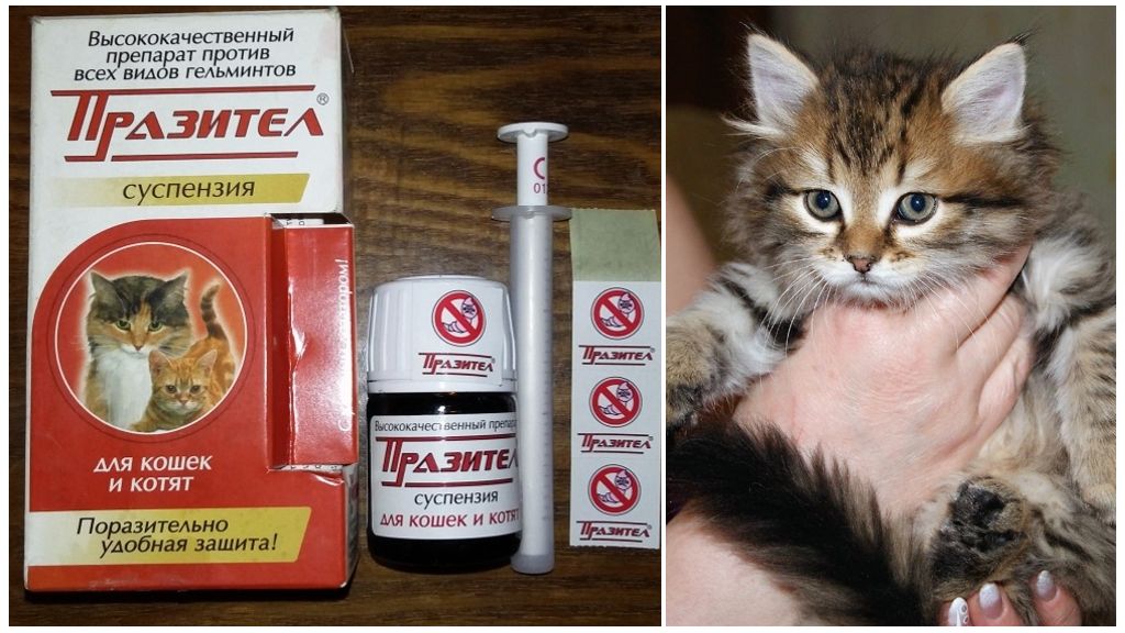 Ленточные глисты у кошек, гельминтоз: симптомы и лечение | hill's pet