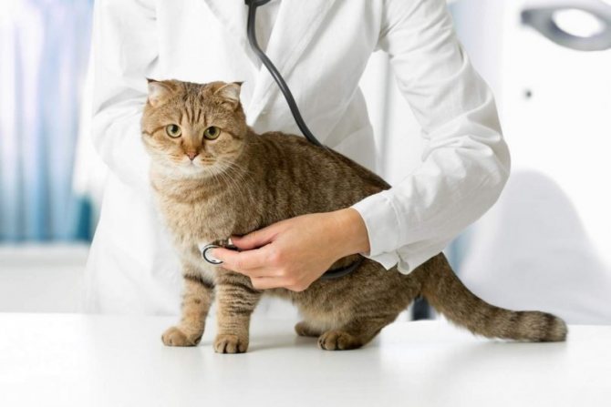 Узи сердца и экг для собак и кошек - научная статья центра ответ