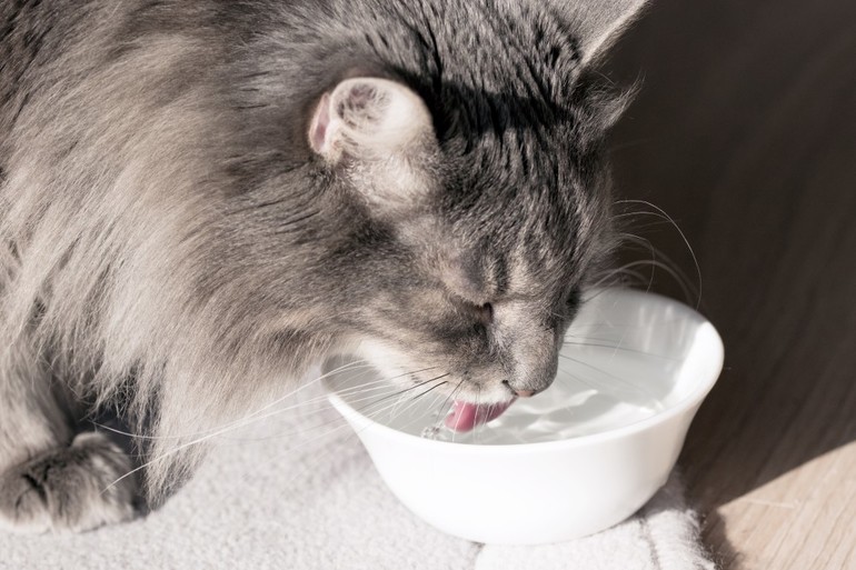 Кот пьет воду из крана: опасно ли это?