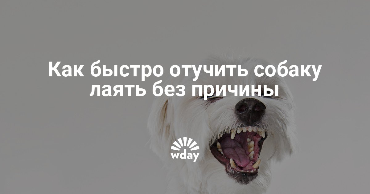Как отучить собаку лаять на всех подряд: на прохожих, соседей и кошек
