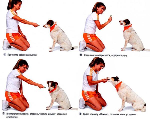Как научить собаку команде ждать (жди), научить собаку выдержке - dogtricks.ru