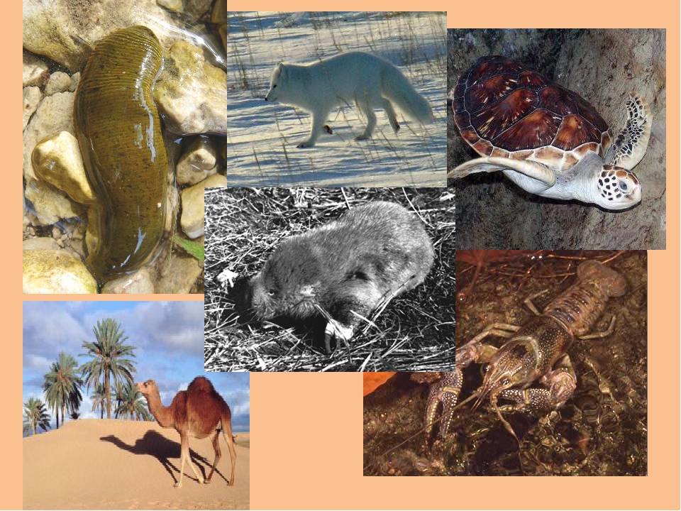 Животные пустыни. описания, названия и особенности животных пустыни | живность.ру