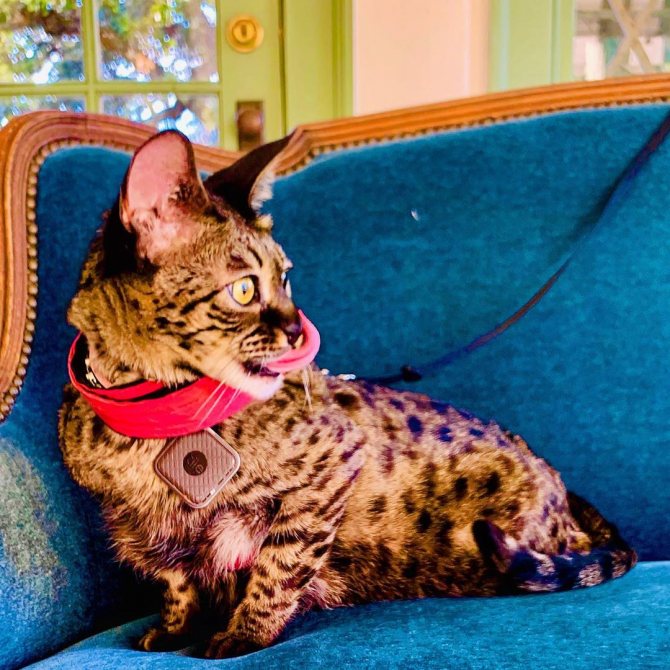 Выставка тщеславия: самые дорогие породы кошек