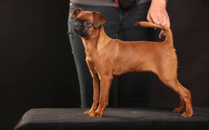 ᐉ гладкошерстные, брюссельские и бельгийские гриффоны: фото собак данной породы, описание грифонов - zoovet24.ru