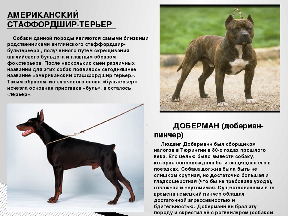 Топ-20 – декоративные собаки: породы с названиями и фото