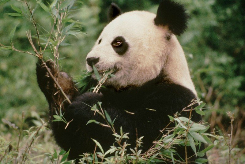 Внешний вид, поведение и образ жизни панды
