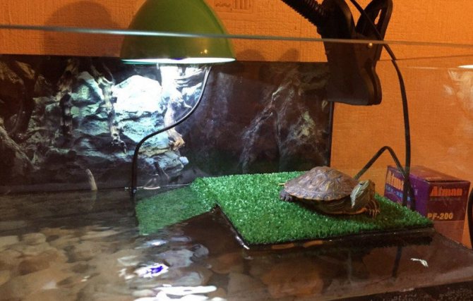 Какие лампы нужны для черепах в домашних условиях?