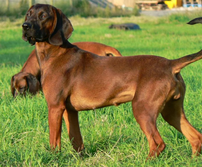 Немецкий дог: все о собаке, фото, описание породы, характер, цена