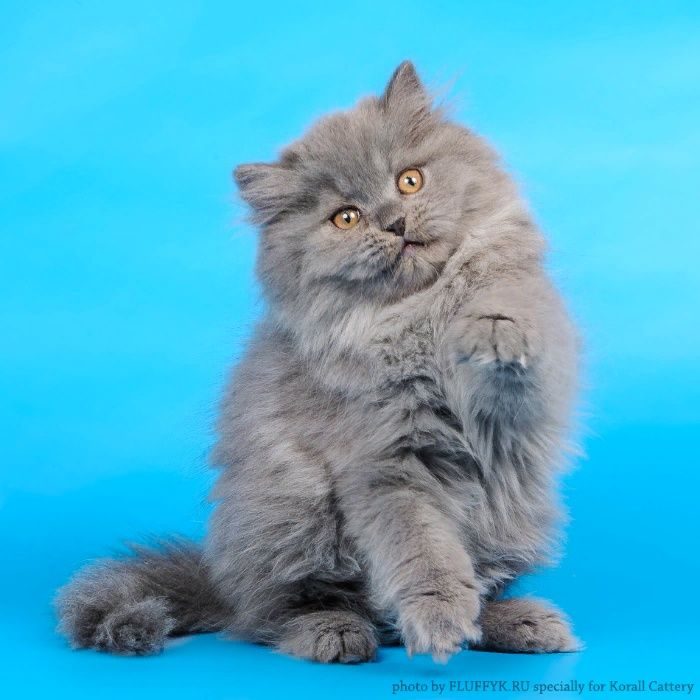 Кошка хайленд-страйт (фото): очаровательный длинношерстный шотландец