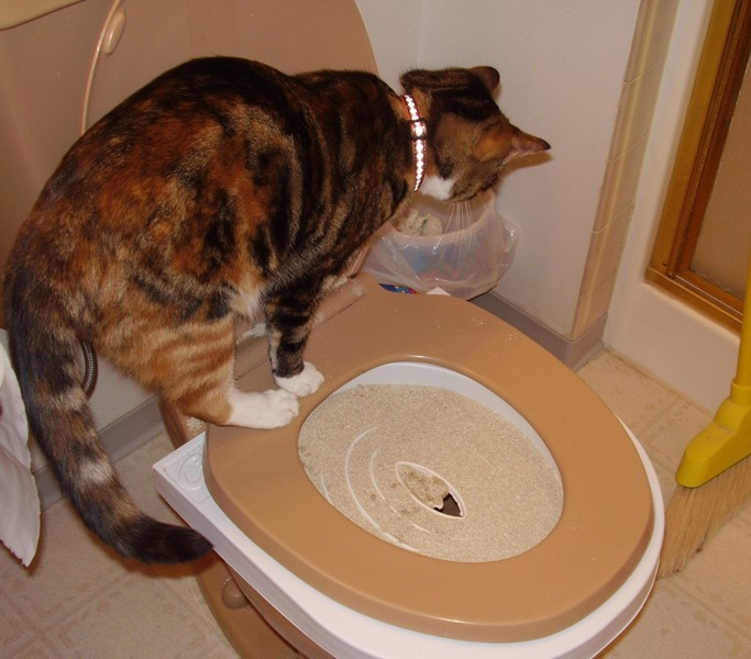 Как приучить взрослого кота к лотку? как быстро можно научить кошку ходить в туалет в квартире на новом месте? приучение уличного кота