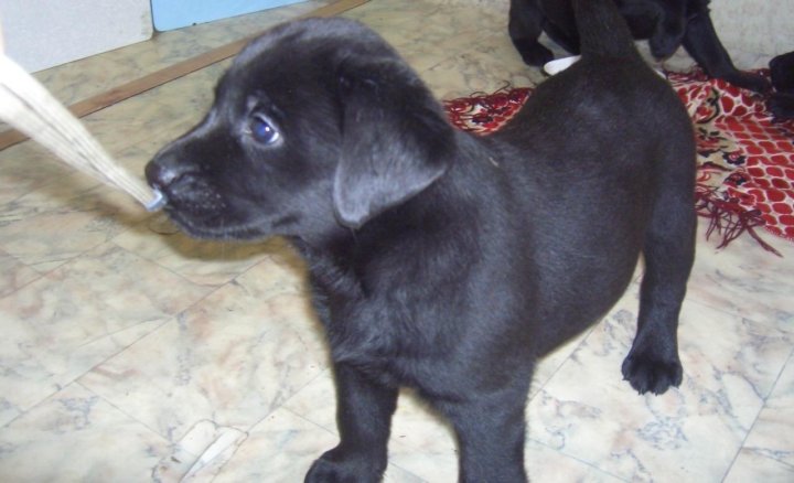 Черный лабрадор - 15 фото щенков, описание, факты