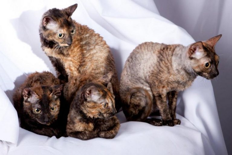 Всё о кошках породы уральский рекс