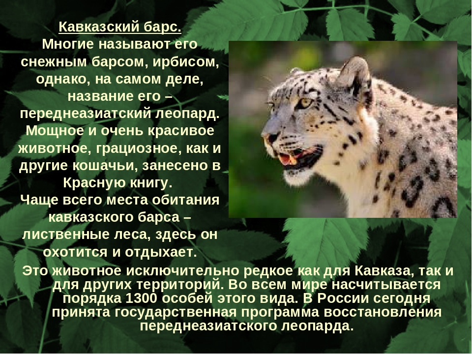 ᐉ барханный кот (песчаный): ареал обитания и образ жизни дикой кошки, характер и повадки, содержание в неволе - kcc-zoo.ru
