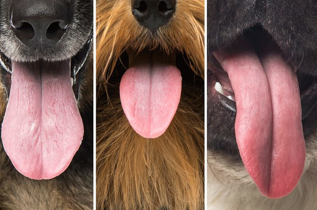 Почему у кошек шершавый язык, а у собак гладкий?